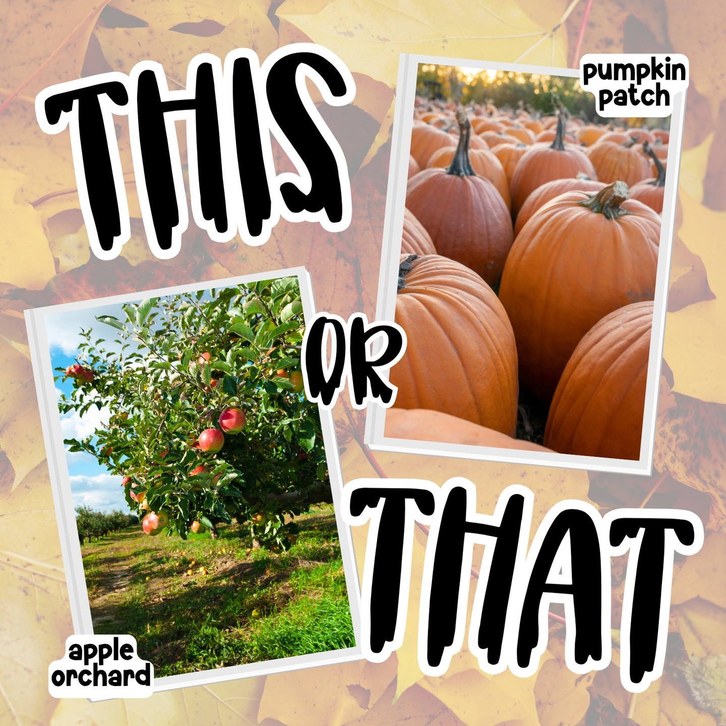 A perfect fall afternoon...but you can only choose ONE! 🍂 Pumpkin patch 🎃 or apple orchard 🍎? Where are you going? 👇